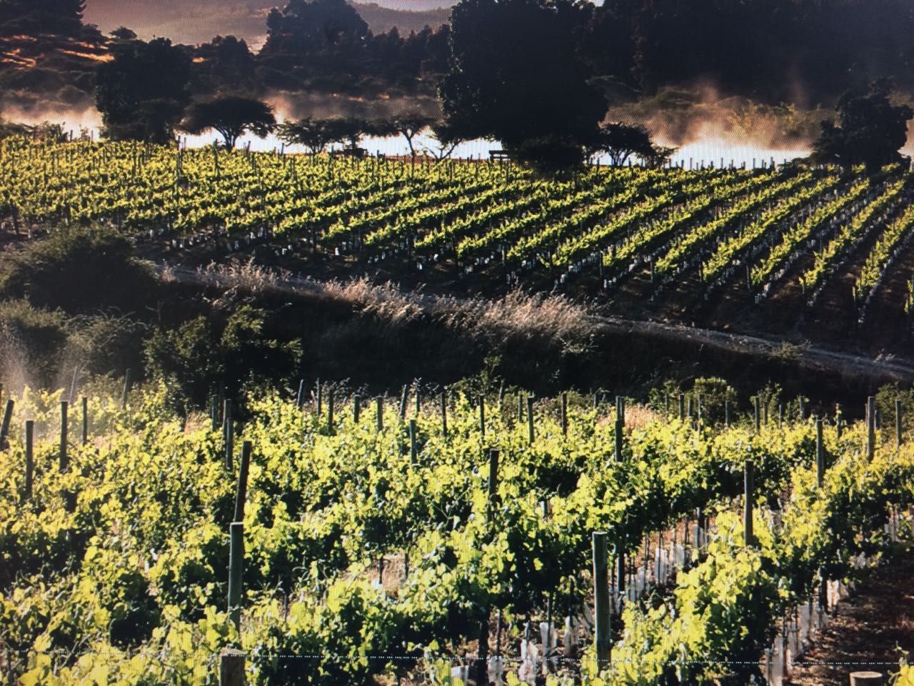 Wine Tours from Santiago Chile: Which Valley, Which Winery