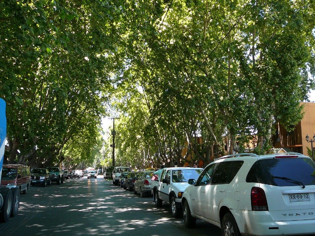 Cars parked under a tunnel of plane trees on a street in Isla de Maipo