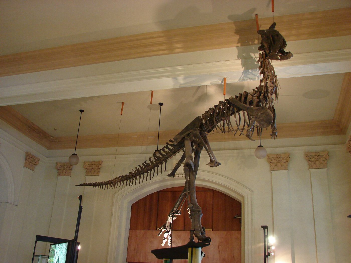 Mounted Carnotaurus dinosaur skeleton in the main hall of the Museo Nacional de Historia Natural in Santiago