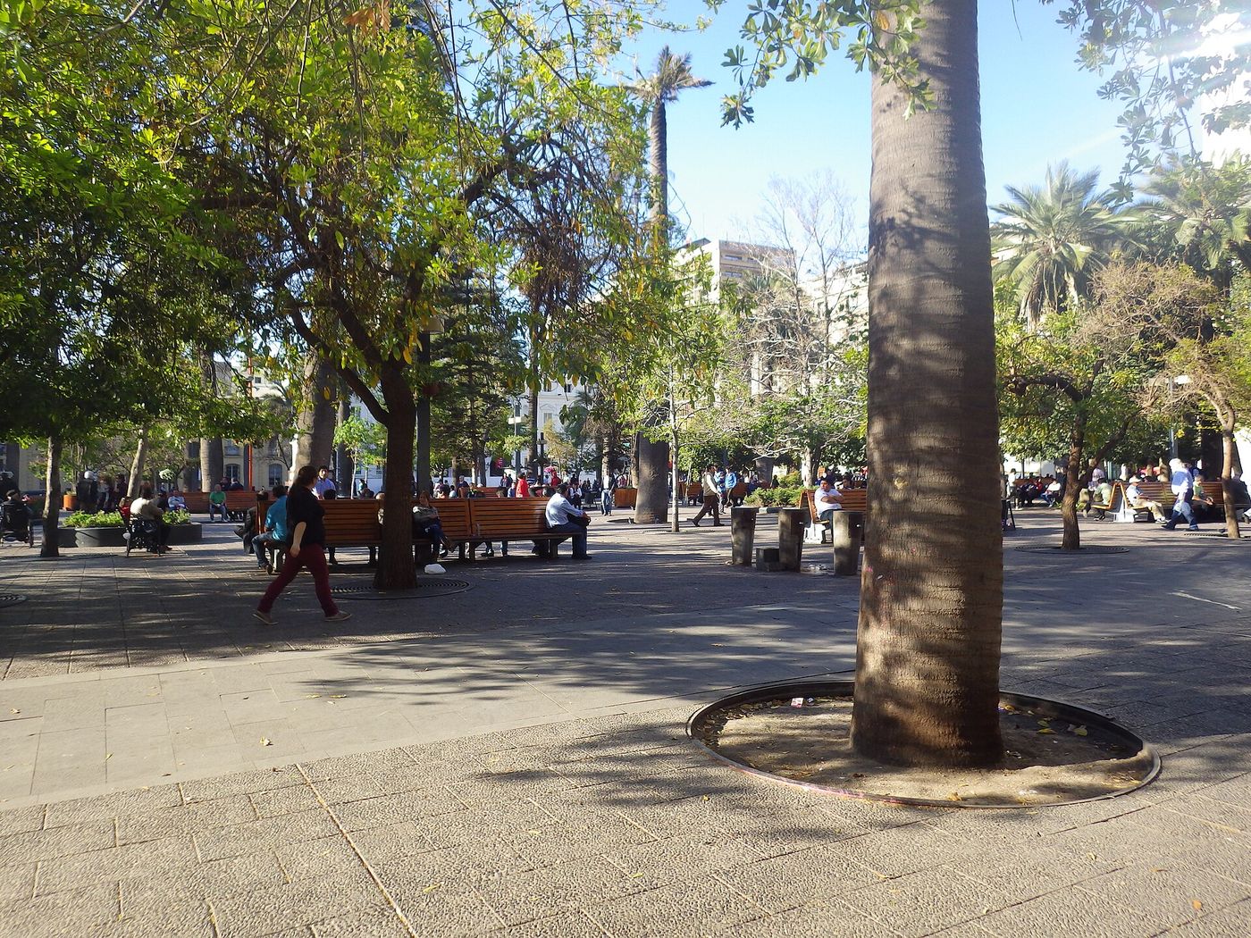Paved open space with benches and palm trees around the Plaza de Armas in central Santiago