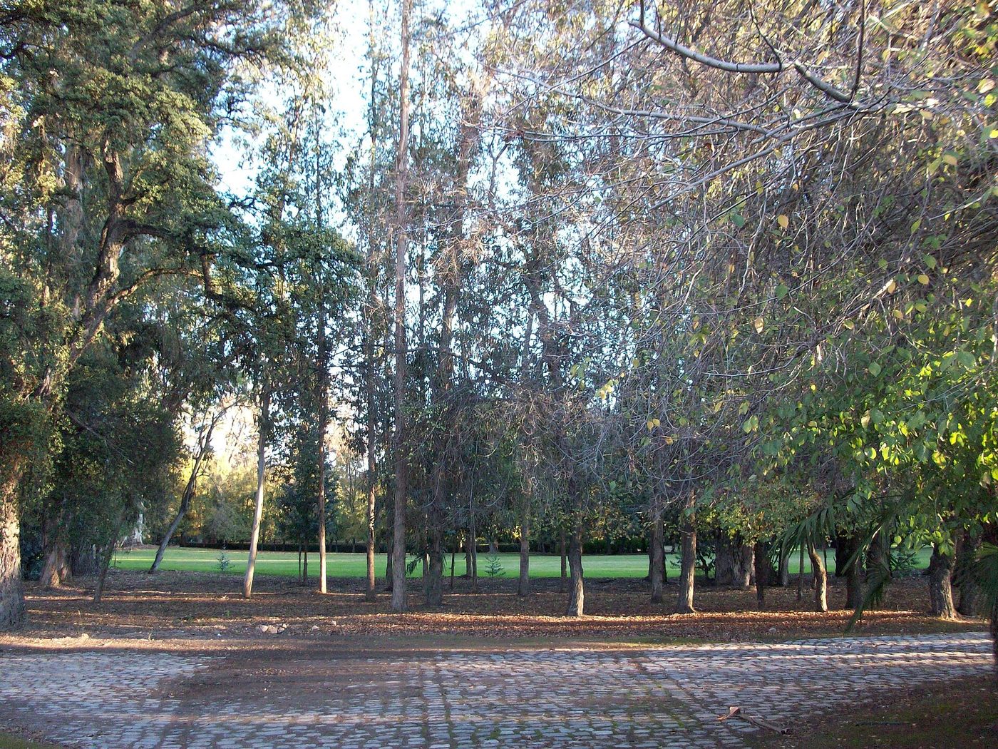 Long avenue of mature trees through the park at the Santa Rita estate in Alto Jahuel, Buin