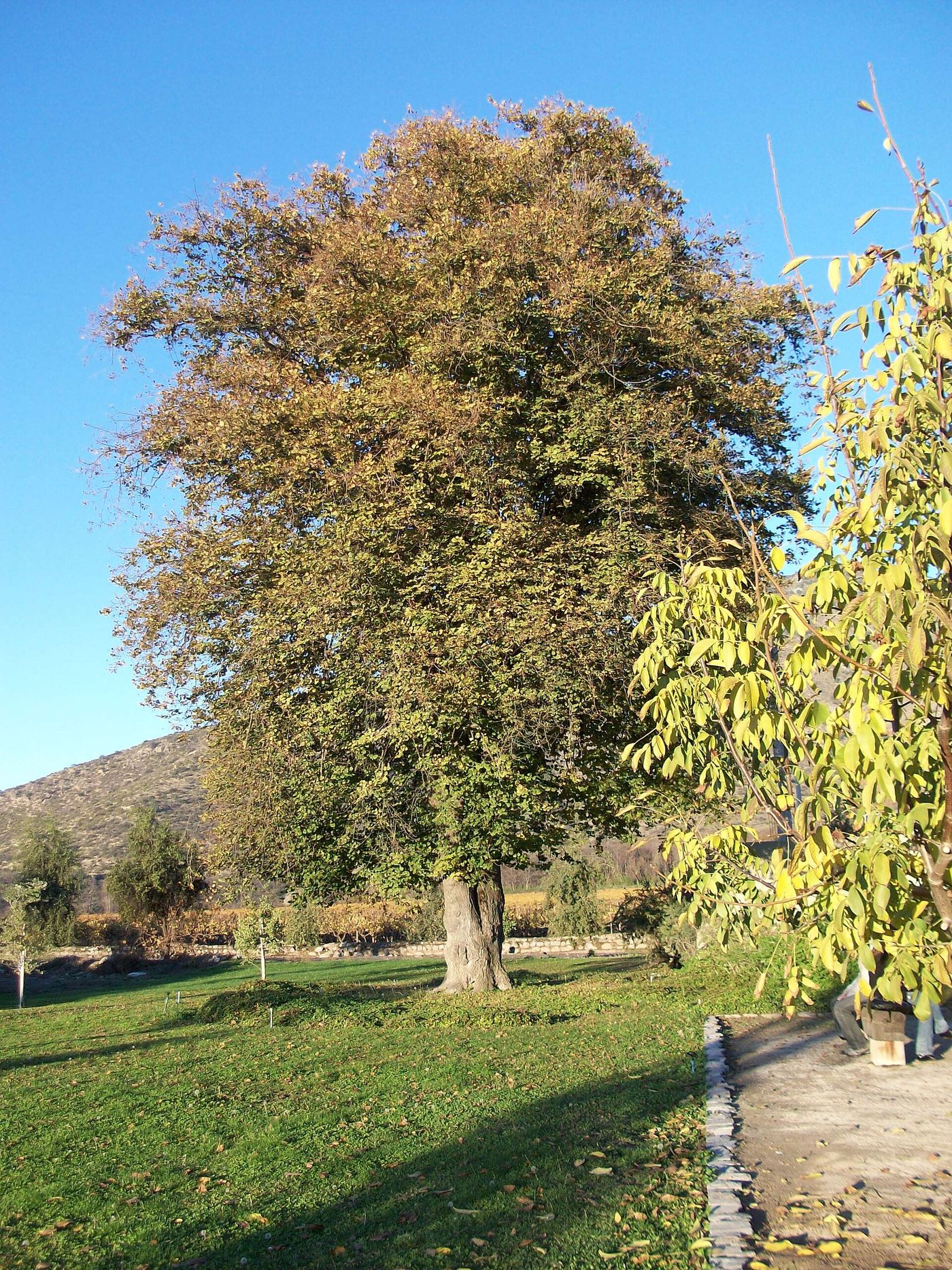 Mature tree and lawn in the grounds of the Santa Rita estate at Alto Jahuel near Buin