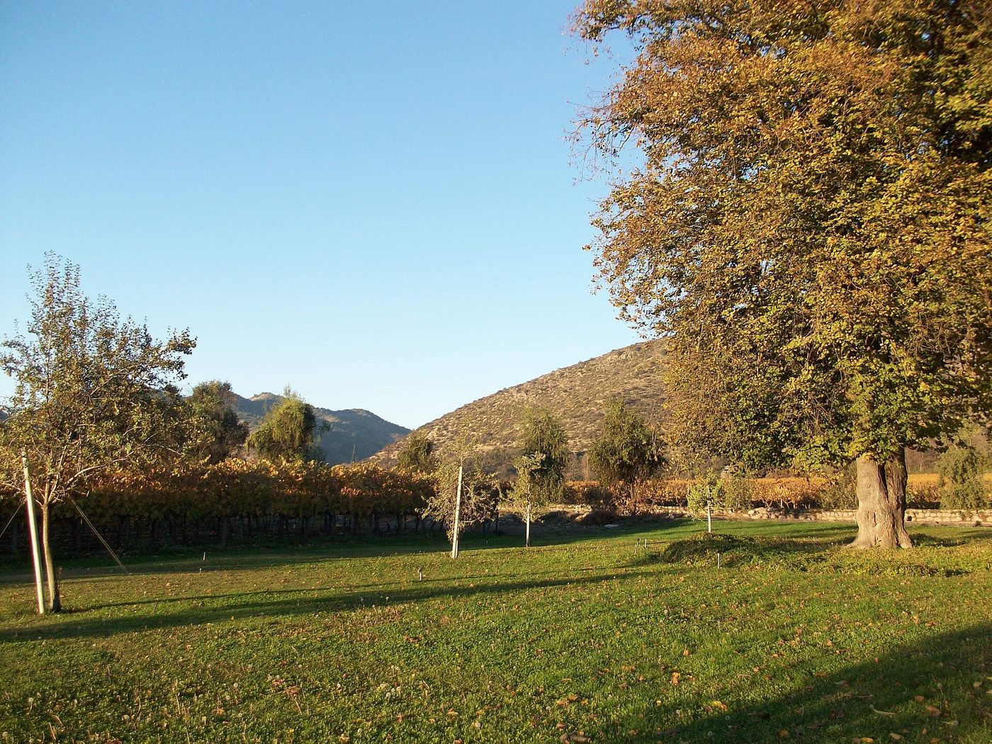 Open parkland and scattered trees at the Santa Rita estate with the coastal hills behind