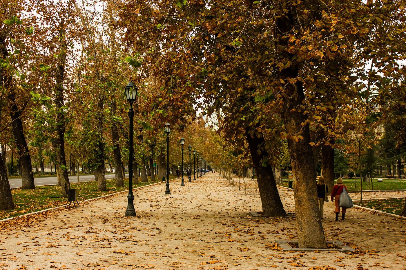 Avenue of plane trees in autumn colour with fallen leaves covering the path in Santiago