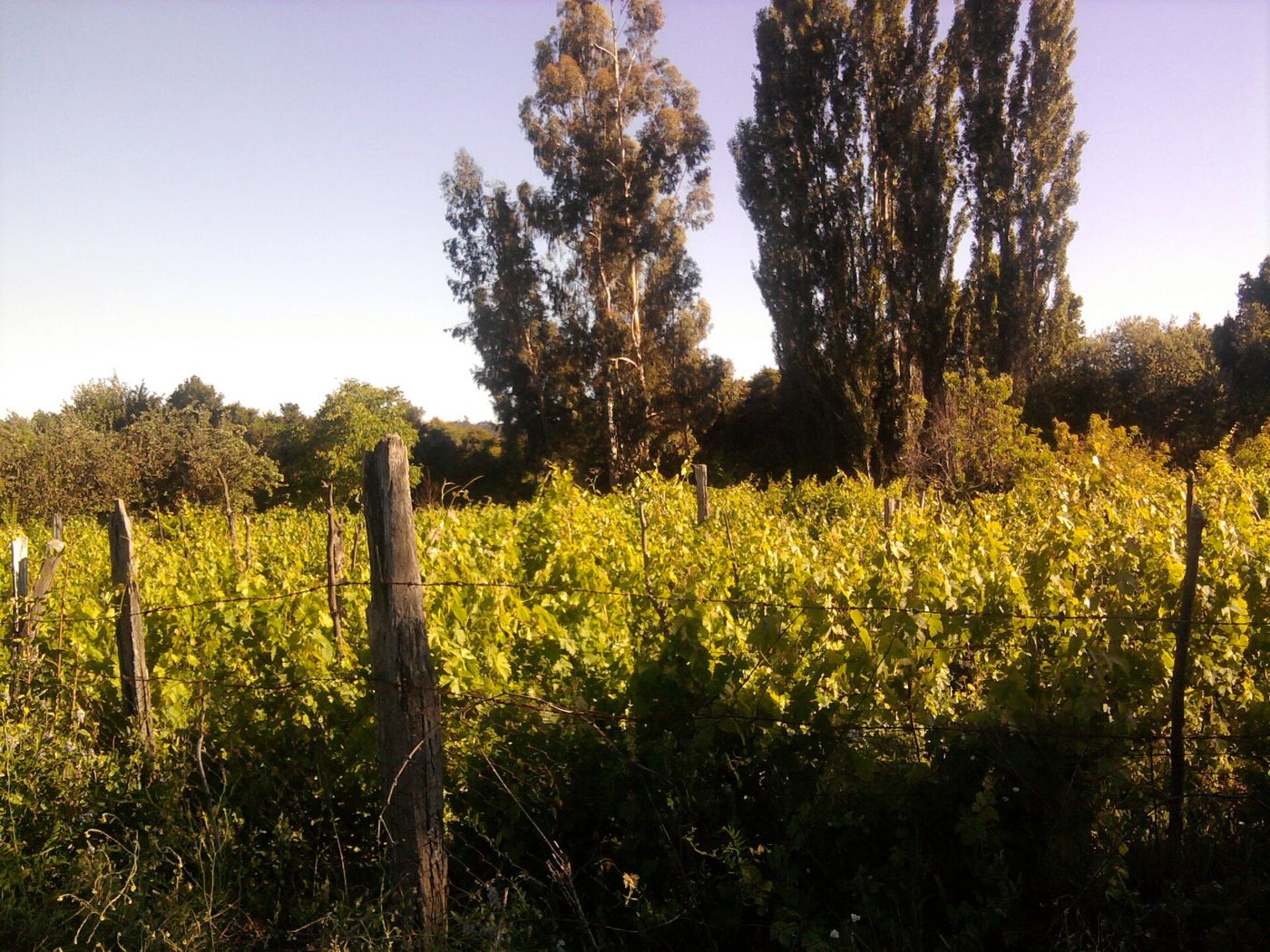 Vine rows turning gold in late afternoon light on a central Chilean hillside