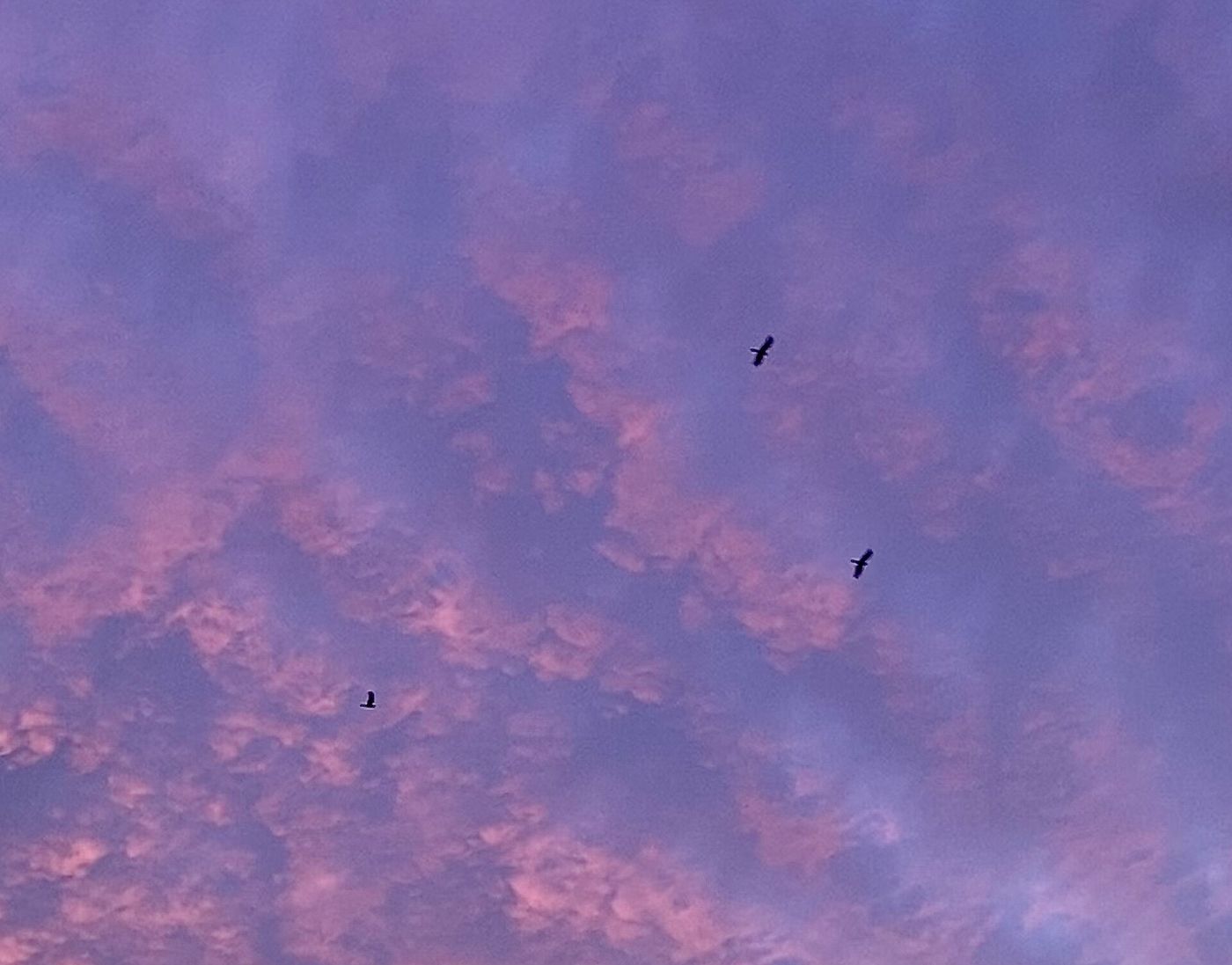 Violet and purple haze in the winter sky over Santiago caused by photochemical smog, with birds flying through it