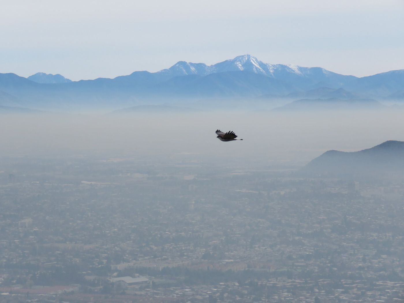 A hawk flying above a thick brown layer of smog covering the Santiago basin, with a mountain peak above it