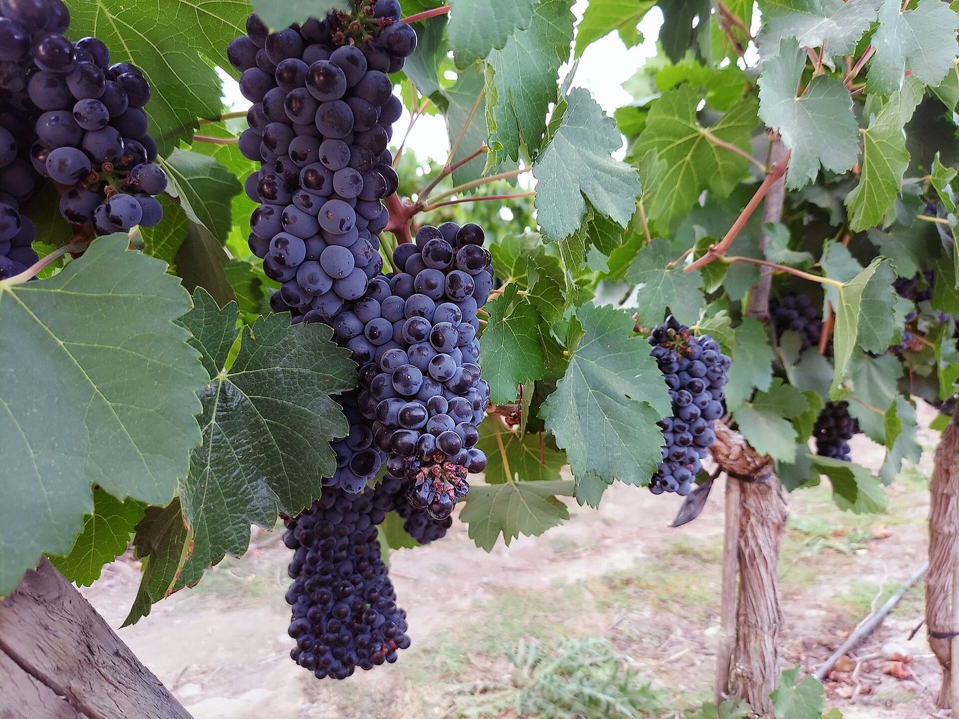 Bunches of dark grapes ready for harvest on the vine at Vina Undurraga in Chile