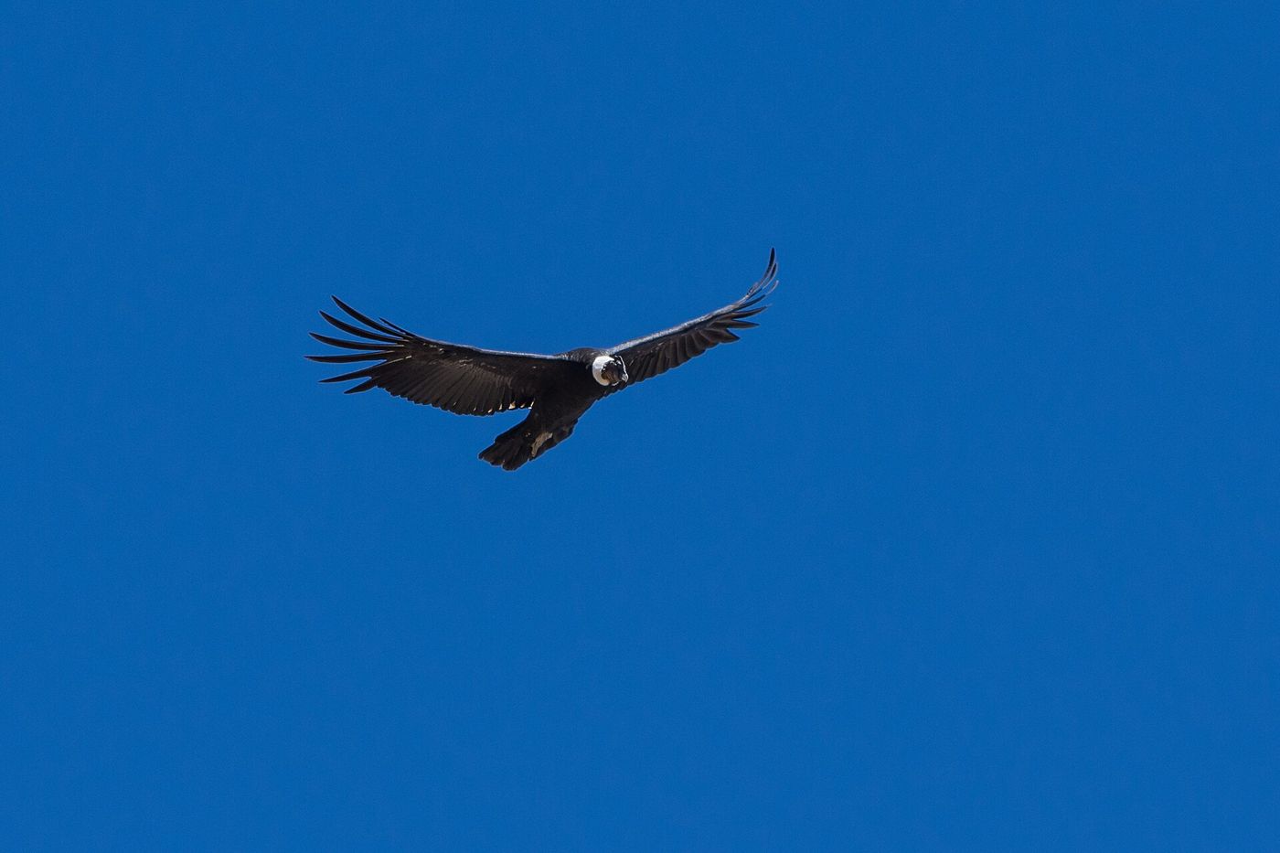 An Andean condor soaring with outstretched wings against a deep blue sky