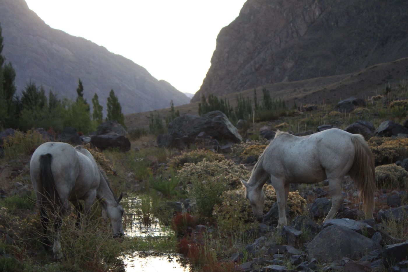 Two white horses grazing by a stream in the high valley at Baños Morales