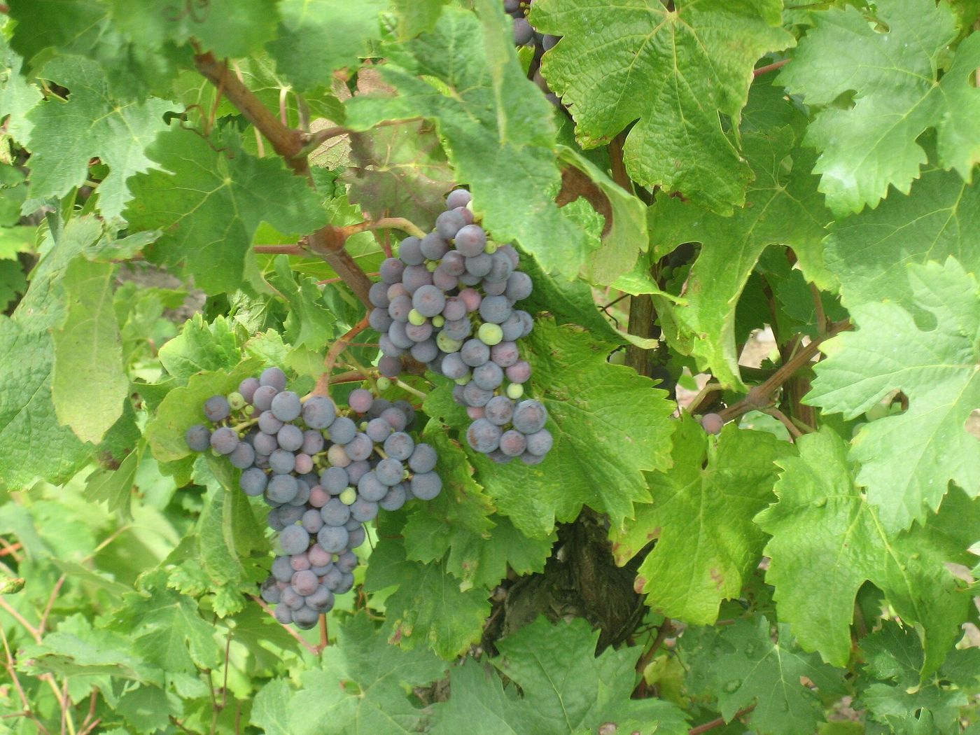 Bunches of dark carménère grapes hanging among broad green vine leaves