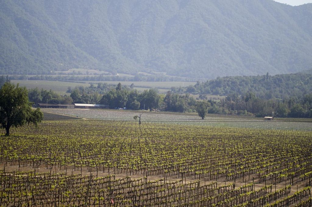 Young green shoots on rows of vines in the Casablanca Valley with forested hills behind