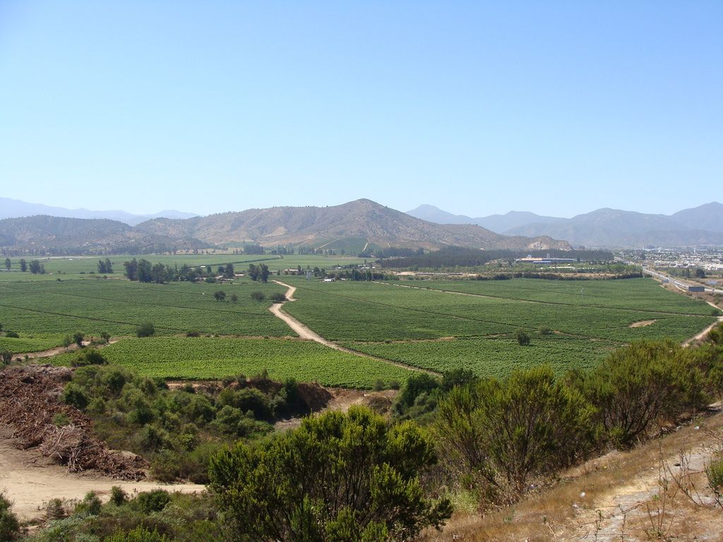 Green vineyards spreading across the Casablanca Valley floor below dry coastal hills
