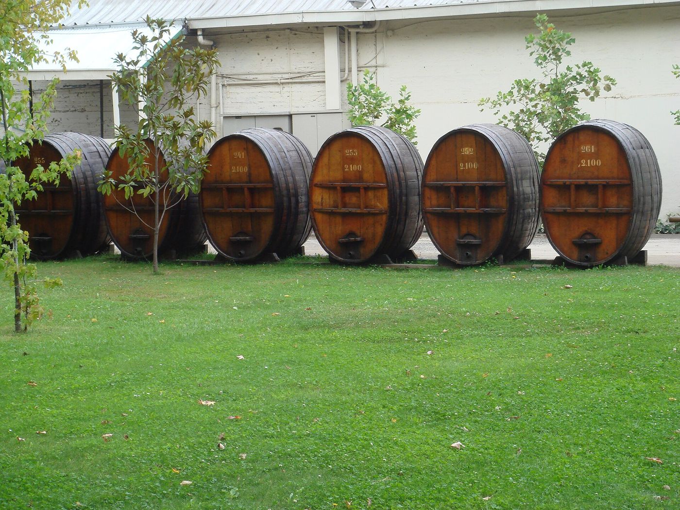 A row of old oversized wooden wine casks displayed on a lawn at Concha y Toro in Pirque