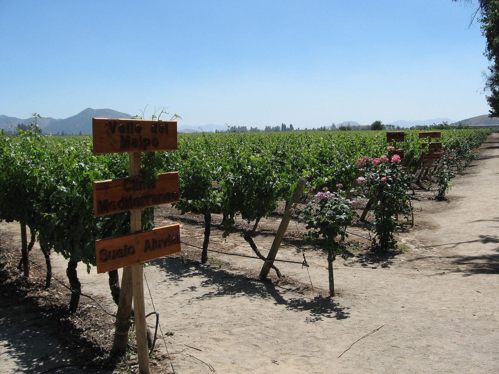 Chile Wine Harvest Season Near Santiago: When to Go and What You’ll See