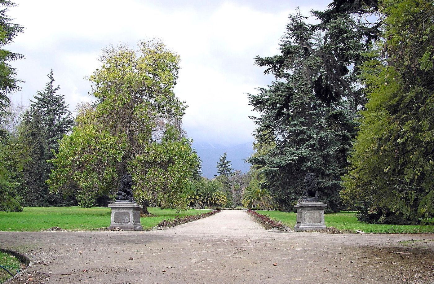 A gravel drive between tall conifers and lawns in the park of Viña Cousiño Macul