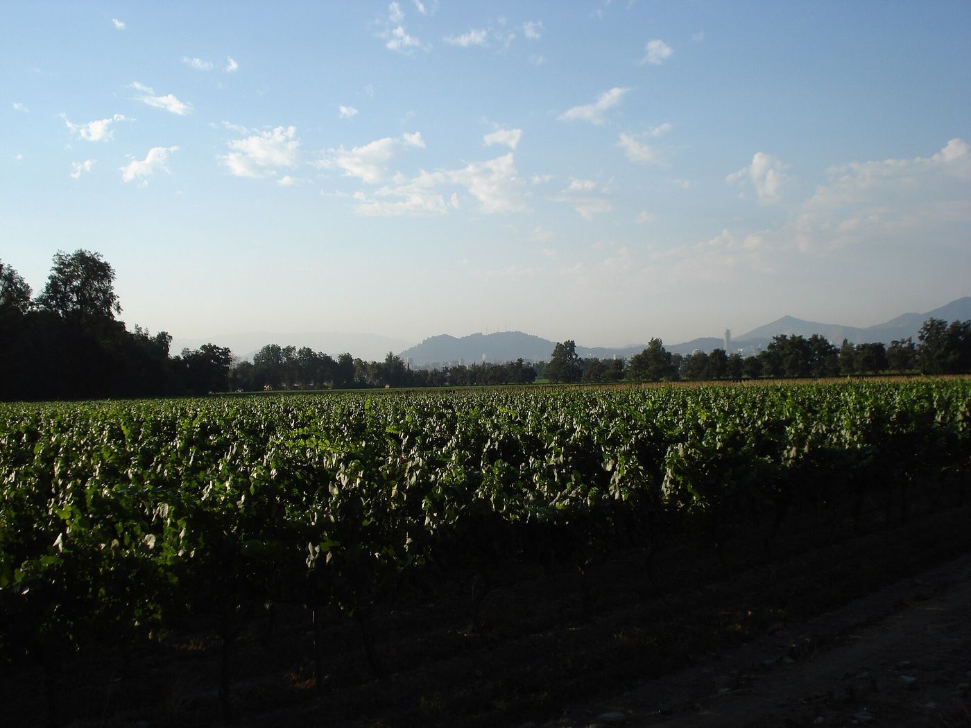Rows of green vines in Peñalolén on the eastern edge of Santiago, with trees and hills behind