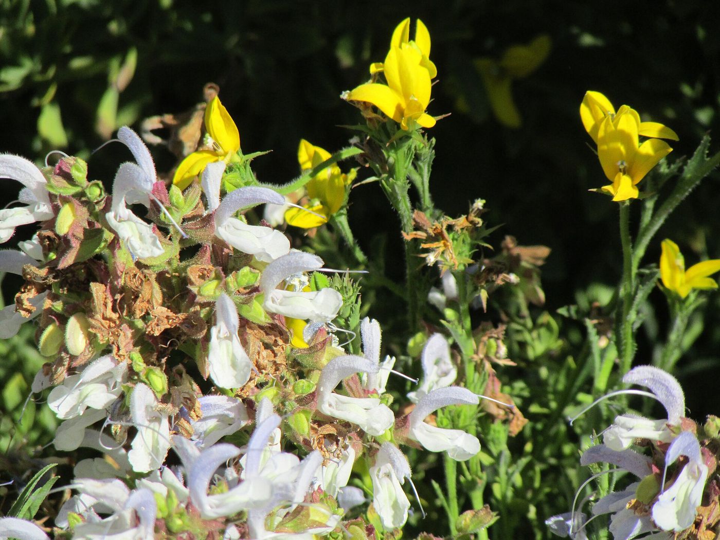 Yellow and white wildflowers in sunlight in the Jardín Botánico Nacional in Viña del Mar