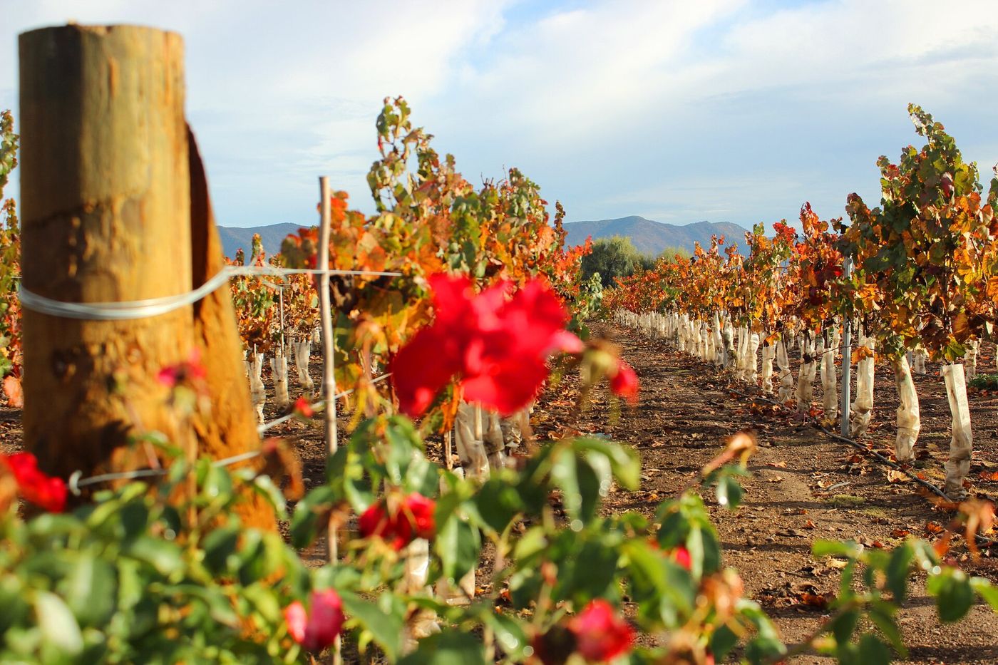 Red roses at the end of a row of vines turning orange in autumn at Undurraga