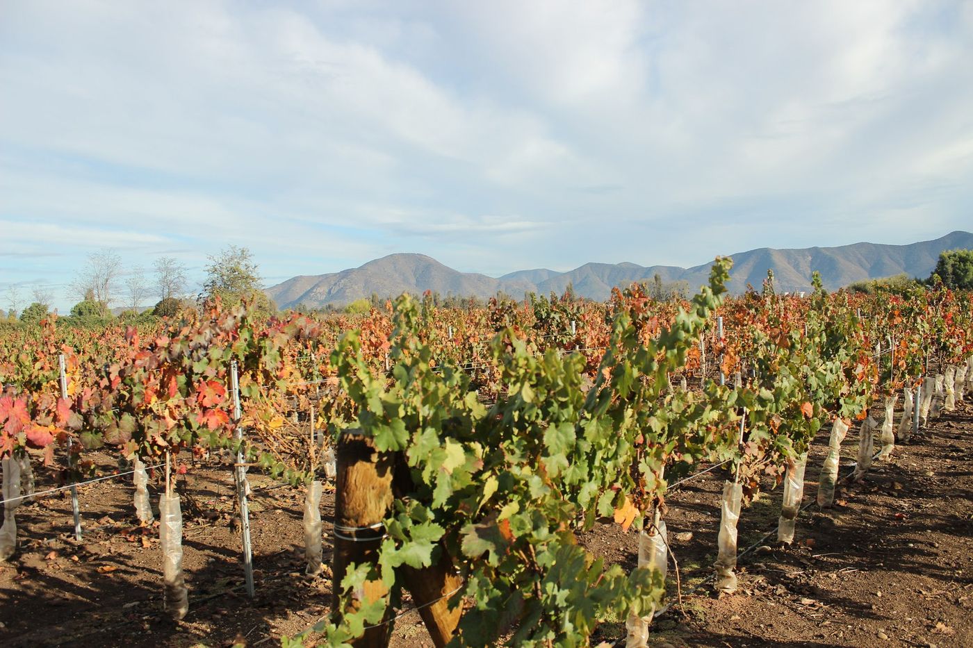 Vine rows turning red and gold in autumn at Undurraga, with mountains on the horizon