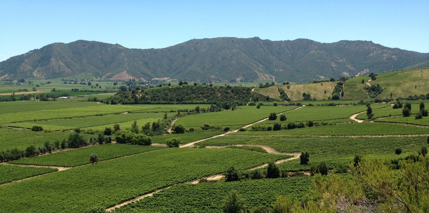 Vineyards and dirt tracks across the valley floor at Viña Montes in Colchagua, with wooded hills behind