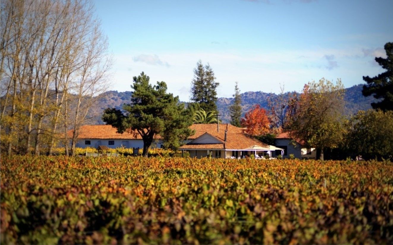 Autumn-colored vineyard in front of the low tiled buildings of Viña Viu Manent in Colchagua, with hills behind